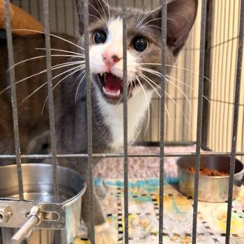Betty Davis -  Domestic Short Hair Cat for Adoption in Melbourne, Arkansas - Betty Davis | PetCurious