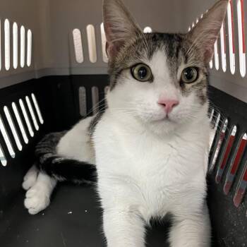Nino -  Domestic Short Hair Cat for Adoption in Edinburg, Texas - Nino | PetCurious