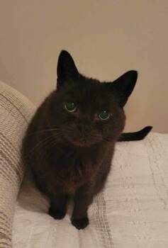 Domestic Short Hair Cats Available for Adoption in Montreal, Quebec - Bouba | PetCurious