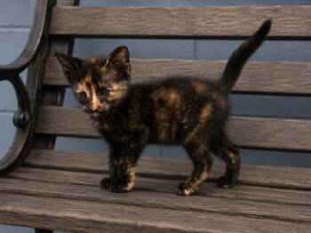 Maple -  Domestic Short Hair Cat for Adoption in Orangeburg, South Carolina - Maple | PetCurious