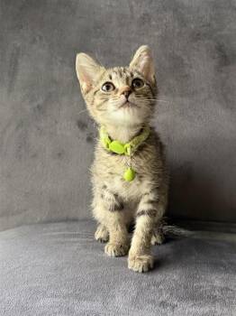 STEVIE BUDD -  Domestic Short Hair Cat for Adoption in Tallahassee, Florida - STEVIE BUDD | PetCurious
