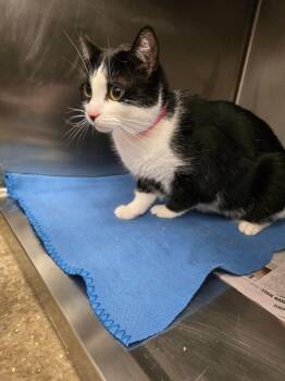 Domestic Short Hair Cats Available for Adoption in Angola, Indiana - Sweeney | PetCurious