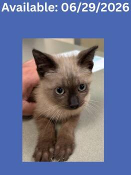 Cat Condo #19 -  Siamese and Mixed Breed Cat for Adoption in Greenville, Texas - Cat Condo #19 | PetCurious