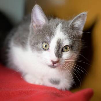 MATT -  Domestic Short Hair Cat for Adoption in Richmond, California - MATT | PetCurious