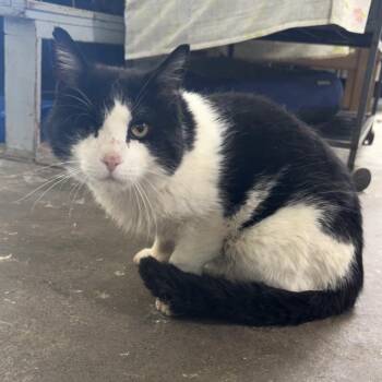 Mack -  Domestic Short Hair Cat for Adoption in Cortland, New York - Mack | PetCurious