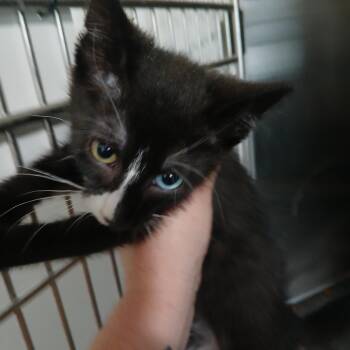 Romeo -  American Shorthair Cat for Adoption in Iowa Falls, Iowa - Romeo | PetCurious