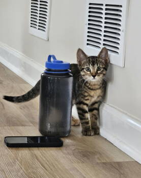 Rescue Domestic Short Hair Cats for Adoption in Minneapolis, Minnesota - Dorothy | PetCurious