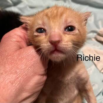 Domestic Short Hair Cats Available for Adoption in Greensboro, Georgia - Richie | PetCurious