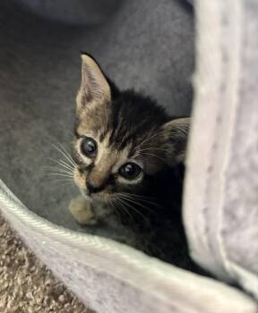 Deere 7.25.26 (med waiver) -  Domestic Short Hair Cat for Adoption in Apopka, Florida - Deere 7.25.26 (med Waiver) | PetCurious