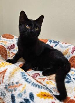 Bruce -  Domestic Short Hair Cat for Adoption in Fremont, Ohio - Bruce | PetCurious