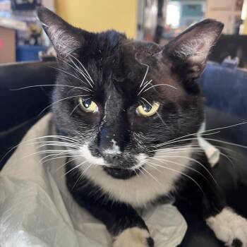 Domestic Short Hair Cats Available for Adoption in Fairfax Station, Virginia - Big Poppi | PetCurious