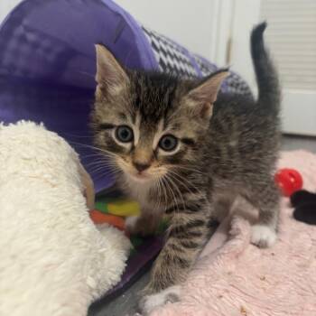 Glenn -  Domestic Short Hair Cat for Adoption - Glenn | PetCurious