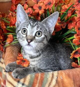 6/2/26 Kailani -  Domestic Short Hair Cat for Adoption in Stillwater, Oklahoma - 6/2/26 Kailani | PetCurious