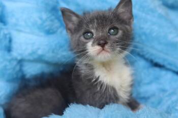 Robear -  Domestic Short Hair Cat for Adoption in Franklin, Tennessee - Robear | PetCurious