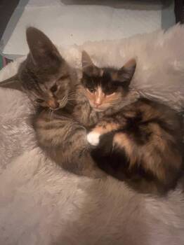 Six (& Seven) -  Domestic Short Hair Cat for Adoption in Castro Valley, California - Six (& Seven) | PetCurious