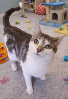 Domestic Short Hair Cats Available for Adoption - Electra | PetCurious