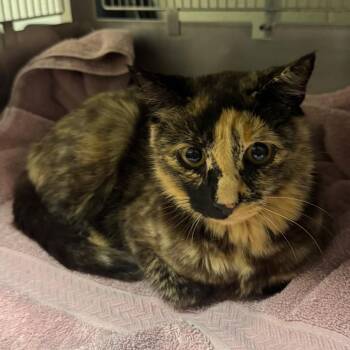 Cornelia -  Domestic Short Hair Cat for Adoption in Bristol, Indiana - Cornelia | PetCurious