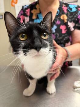 Agatha -  Domestic Short Hair Cat for Adoption in Trenton, New Jersey - Agatha | PetCurious