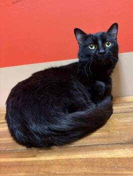 Domestic Short Hair Cats Available for Adoption - Coal | PetCurious