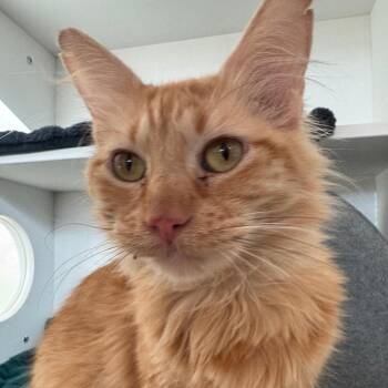 Jasper -  Domestic Short Hair Cat for Adoption in Bentonville, Arkansas - Jasper | PetCurious