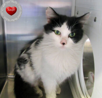 Rescue Domestic Medium Hair Cats for Adoption in Sidney, Ohio - Nutmeg | PetCurious