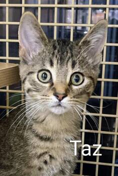 Rescue Domestic Short Hair Cats for Adoption in Colfax, Iowa - Taz | PetCurious