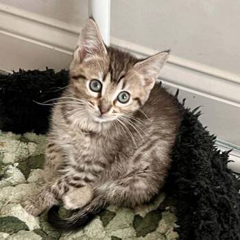 Fajita -  Domestic Short Hair Cat for Adoption in Candler, North Carolina - Fajita | PetCurious