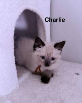 Charlie -  Siamese and Domestic Long Hair Cat for Adoption in St. Augustine, Florida - Charlie | PetCurious