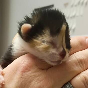 Lieutenant (Luffy) -  Domestic Short Hair Cat for Adoption in Denver, Colorado - Lieutenant (Luffy) | PetCurious