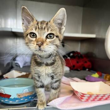 Allie Cat -  Domestic Short Hair Cat for Adoption in Hawthorne, California - Allie Cat | PetCurious