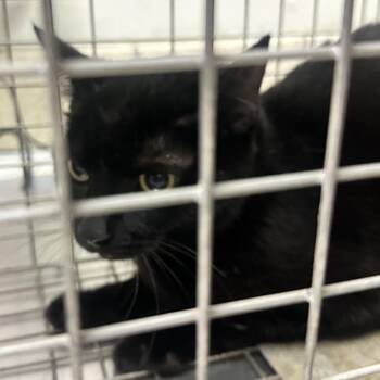 Old Maid -  Domestic Medium Hair Cat for Adoption in Charleston, West Virginia - Old Maid | PetCurious