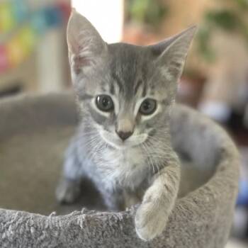 JULIET -  Domestic Short Hair Cat for Adoption in Rancho Cucamonga, California - JULIET | PetCurious