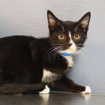 Domestic Short Hair Cats Available for Adoption - Yokai | PetCurious