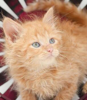 Peach is DEFINITELY purrfect - a living doll - READ BIO PLEASE -  Maine Coon and Tabby Cat for Adoption in Bedford Hills, New York - Peach Is DEFINITELY Purrfect - A Living Doll - READ BIO PLEASE | PetCurious