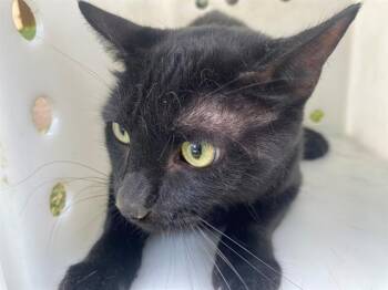 COLBY -  Domestic Short Hair Cat for Adoption in Rowlett, Texas - COLBY | PetCurious