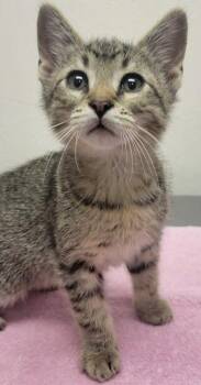 Joe -  Domestic Short Hair Cat for Adoption in Eugene, Oregon - Joe | PetCurious