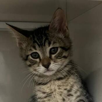 Domestic Short Hair Cats Available for Adoption in Redwood City, California - Logan (lime Green Collar) | PetCurious