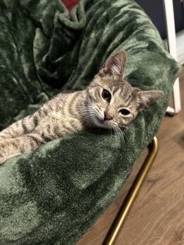 Domestic Short Hair Cats Available for Adoption - Marilyn Monroe | PetCurious