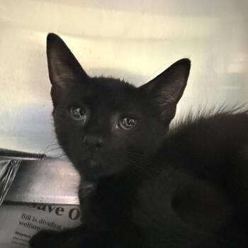 Zander -  Domestic Short Hair Cat for Adoption in Milton, Florida - Zander | PetCurious
