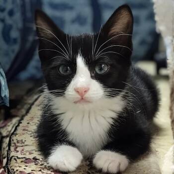 Rescue Domestic Short Hair Cats for Adoption in Wilsonville, Oregon - Marta | PetCurious