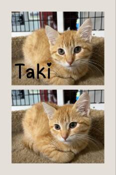 Taki -  Domestic Short Hair Cat for Adoption in Pierceton, Indiana - Taki | PetCurious