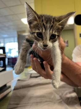 Mayzie -  Domestic Short Hair Cat Available for Adoption in Rockwall, Texas - Mayzie | PetCurious