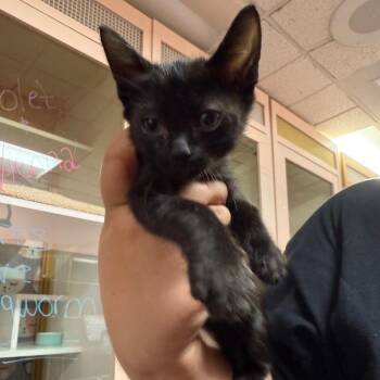 Axon -  Domestic Short Hair Cat for Adoption in Buffalo, New York - Axon | PetCurious
