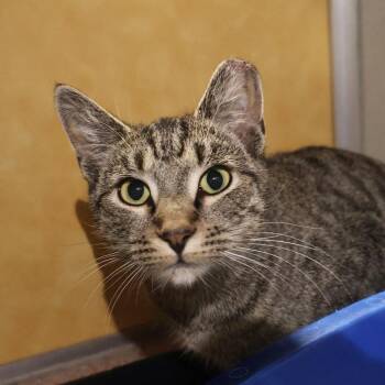 Rescue Domestic Short Hair Cats for Adoption in Briarcliff Manor, New York - Dylan | PetCurious