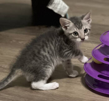 Rescue Domestic Short Hair Cats for Adoption in Powder Springs, Georgia - Duke | PetCurious