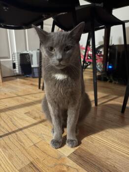 Sourdough -  Russian Blue and Domestic Short Hair Cat for Adoption in New York, New York - Sourdough | PetCurious