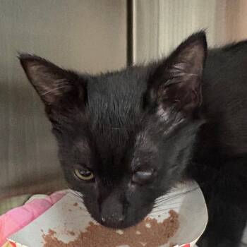 luna -  Domestic Short Hair Cat for Adoption in Kennebunk, Maine - Luna | PetCurious