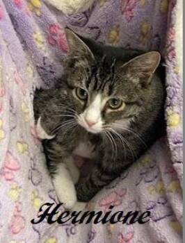 Rescue American Bobtail Cats for Adoption in Southern Pines, North Carolina - Hermione | PetCurious
