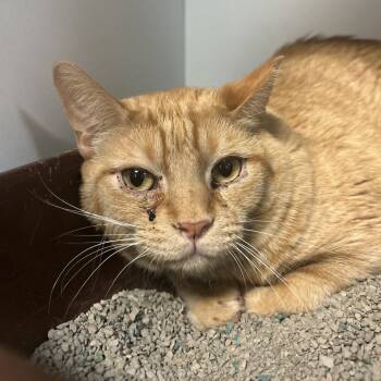 Rescue Domestic Short Hair Cats for Adoption in Troy, Illinois - Tobias | PetCurious