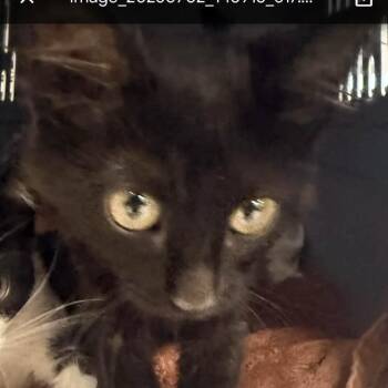 Reyna-C -  Domestic Short Hair Cat for Adoption in East St. Louis, Illinois - Reyna-C | PetCurious